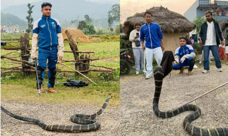 12-Foot King Cobra Rescued in Rupandehi