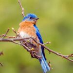 Bird Counting to Begin in Bardiya from Monday