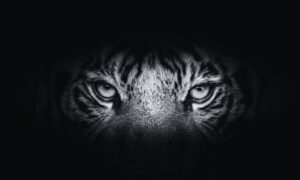 Order Issued to Capture or Kill Man-Eating Tiger in Salyan After Three Deaths in a Week