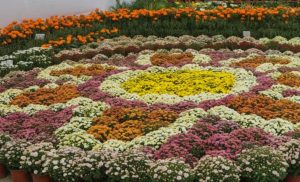 27th Flora Expo to Begin in Flora Expo from Chaitra 5 in Kathmandu