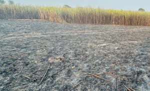 What Caused the Massive Fire That Destroyed 30 Bighas of Sugarcane in Siraha?