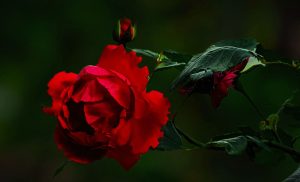 Valentine’s Week: Nepal to consume 450,000 roses as prices rise to Rs 150 per stem