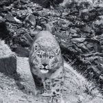 First-Ever Snow Leopard Census to Be Conducted in Dhorpatan Hunting Reserve