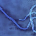 Ebola Outbreak Sparks Fear and Violence in Congo and Uganda