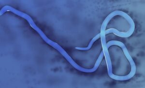 Ebola Outbreak Congo Uganda