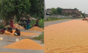 Rautahat Roads Maize grounds