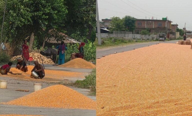Rautahat Roads Turn Into Maize Drying Grounds
