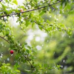 Today’s Weather in Nepal: Heavy Rain in Hills, Heatwave in Terai (May 23)