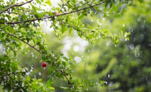 Weather in Nepal: Heavy Rain