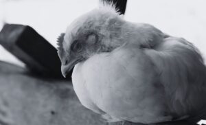Bird Flu Spreads to Kathmandu