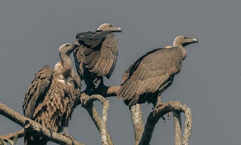 Successful Breeding of Rare Vultures in Arghakhanchi; 33 Chicks Fledged