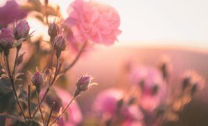 Nepal's Flower Industry Blooming